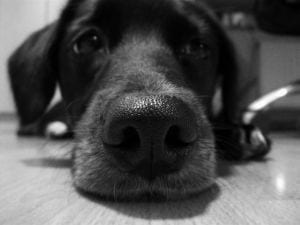 1238631 sad dog1