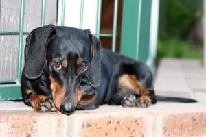 1346081 miniature dachshund 1