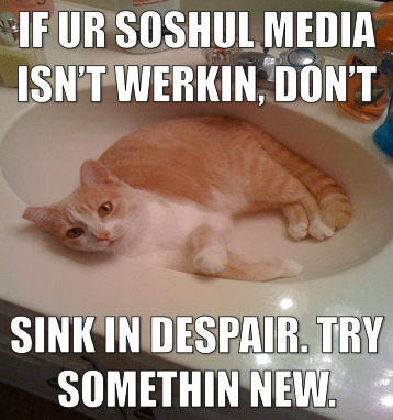 cat meme